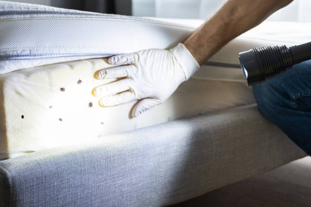 Reliable South Lancaster, MA Pest Control Solutions