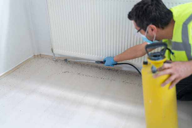 Flea Control Services in South Lancaster, MA